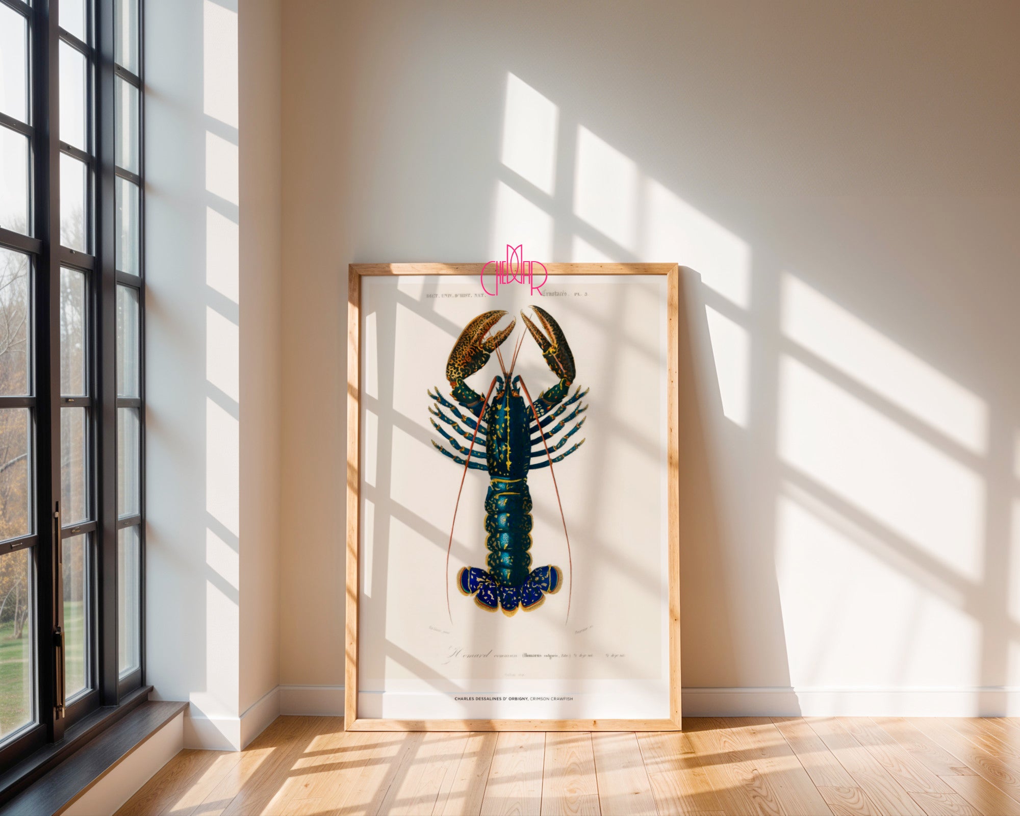 Charles Dessalines d'Orbigny – Homar (Crimson Crawfish)