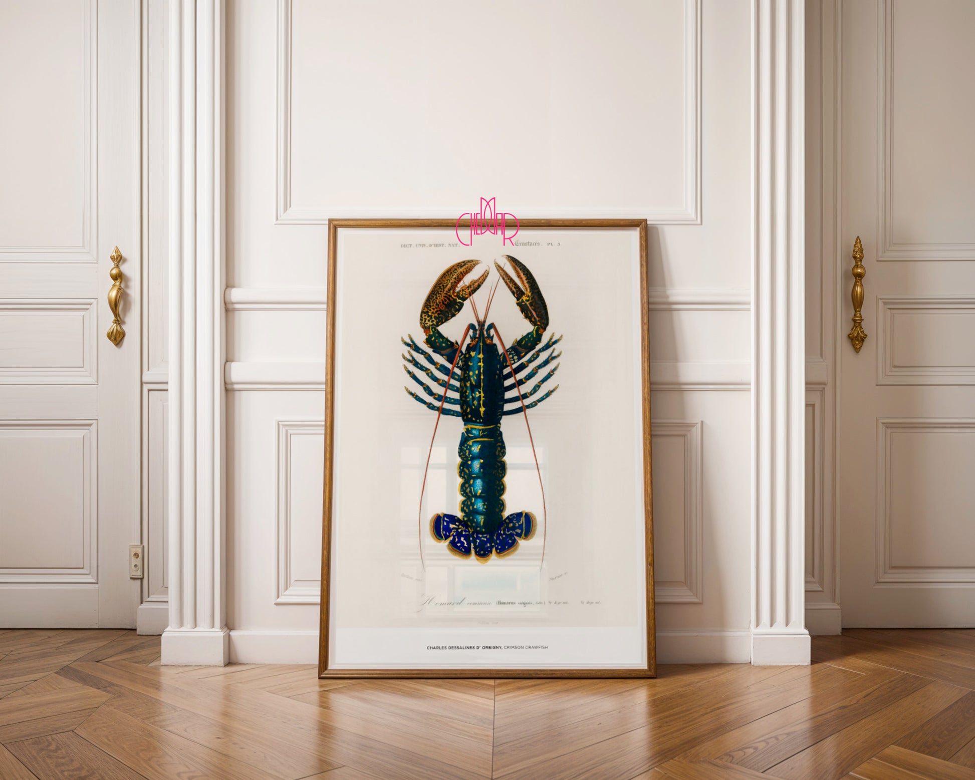 Charles Dessalines d'Orbigny – Homar (Crimson Crawfish)