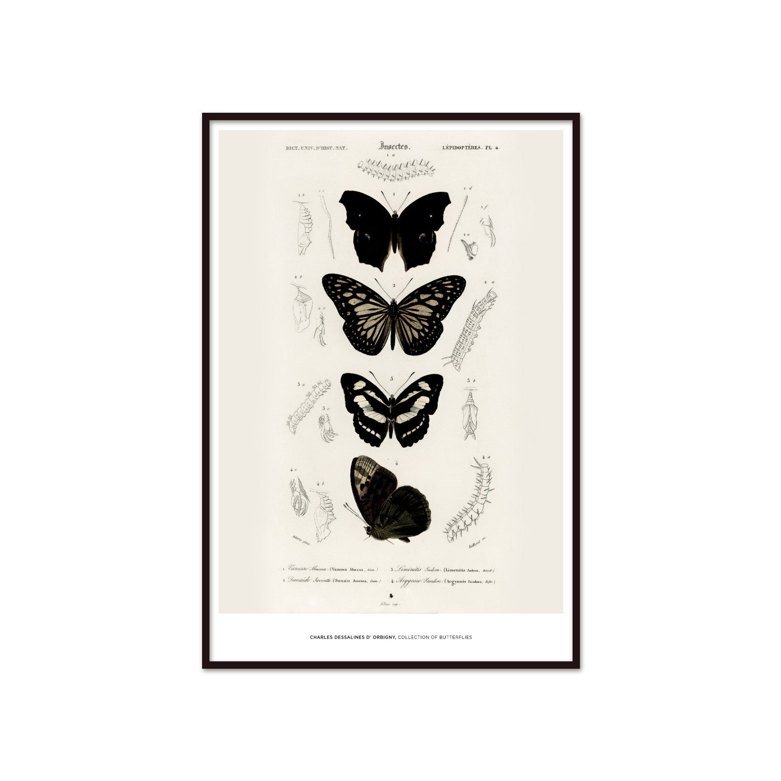 Zabytkowy Plakat Entomologiczny – Kolekcja Motyli Charles d’Orbigny (1849)