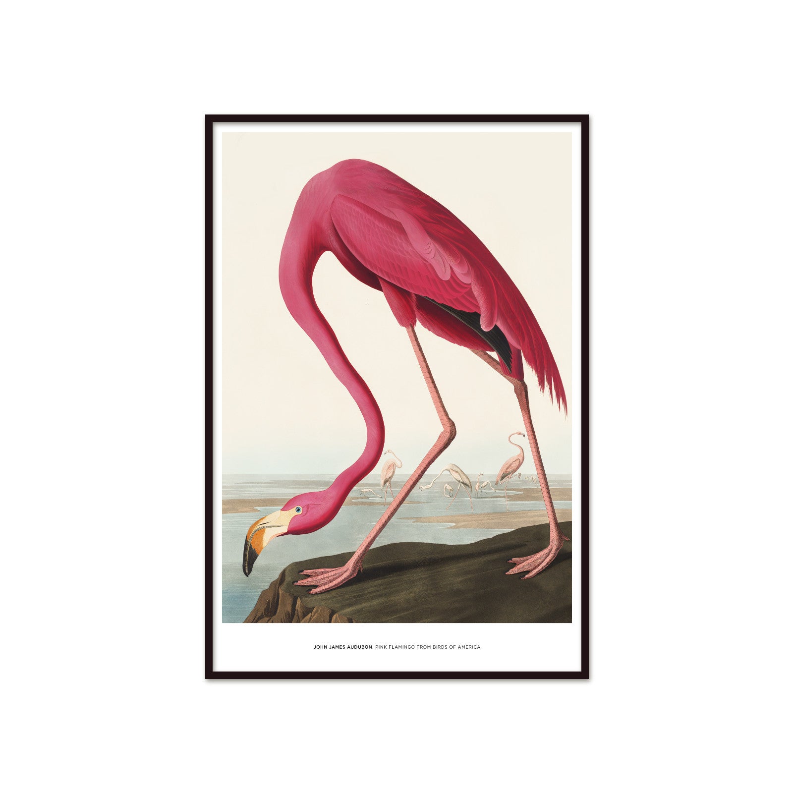 John James Audubon – Flaming Różowy