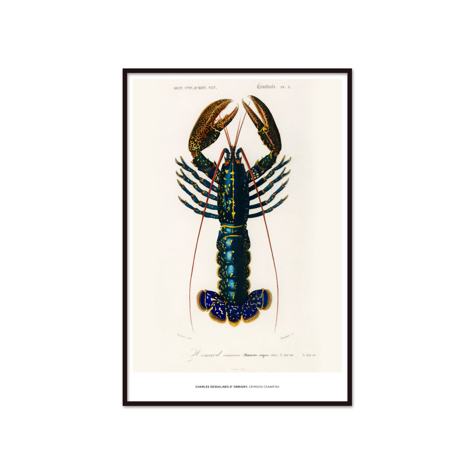Charles Dessalines d'Orbigny – Homar (Crimson Crawfish)