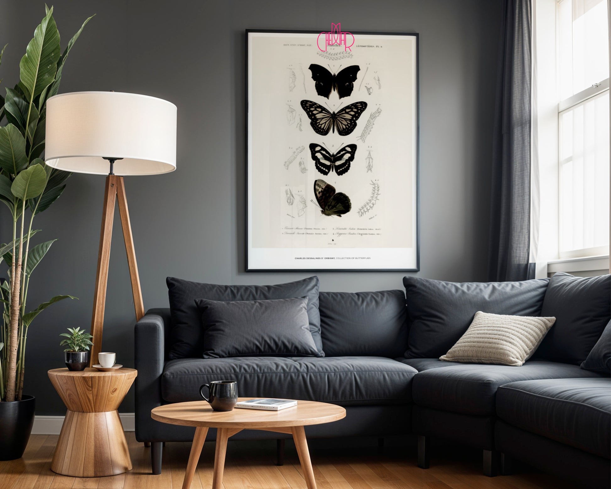 Zabytkowy Plakat Entomologiczny – Kolekcja Motyli Charles d’Orbigny (1849)